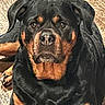rottweiler, dog, pet, animal, canine, black, brown, fur, ears, eyes, nose, paw, lying_down, floor, wood, indoor, portrait, close_up, mammal, companion