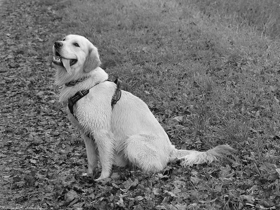 Malou participe au concours pour gagner de l'argent avec cette photo : canidae, carnivore, companion_dog, dog, dog_breed, fawn, fur, grass, grassland, labrador_retriever, monochrome, monochrome_photography, pet_supply, shadow, sitting, snout, soil, sporting_group, tail, terrestrial_animal