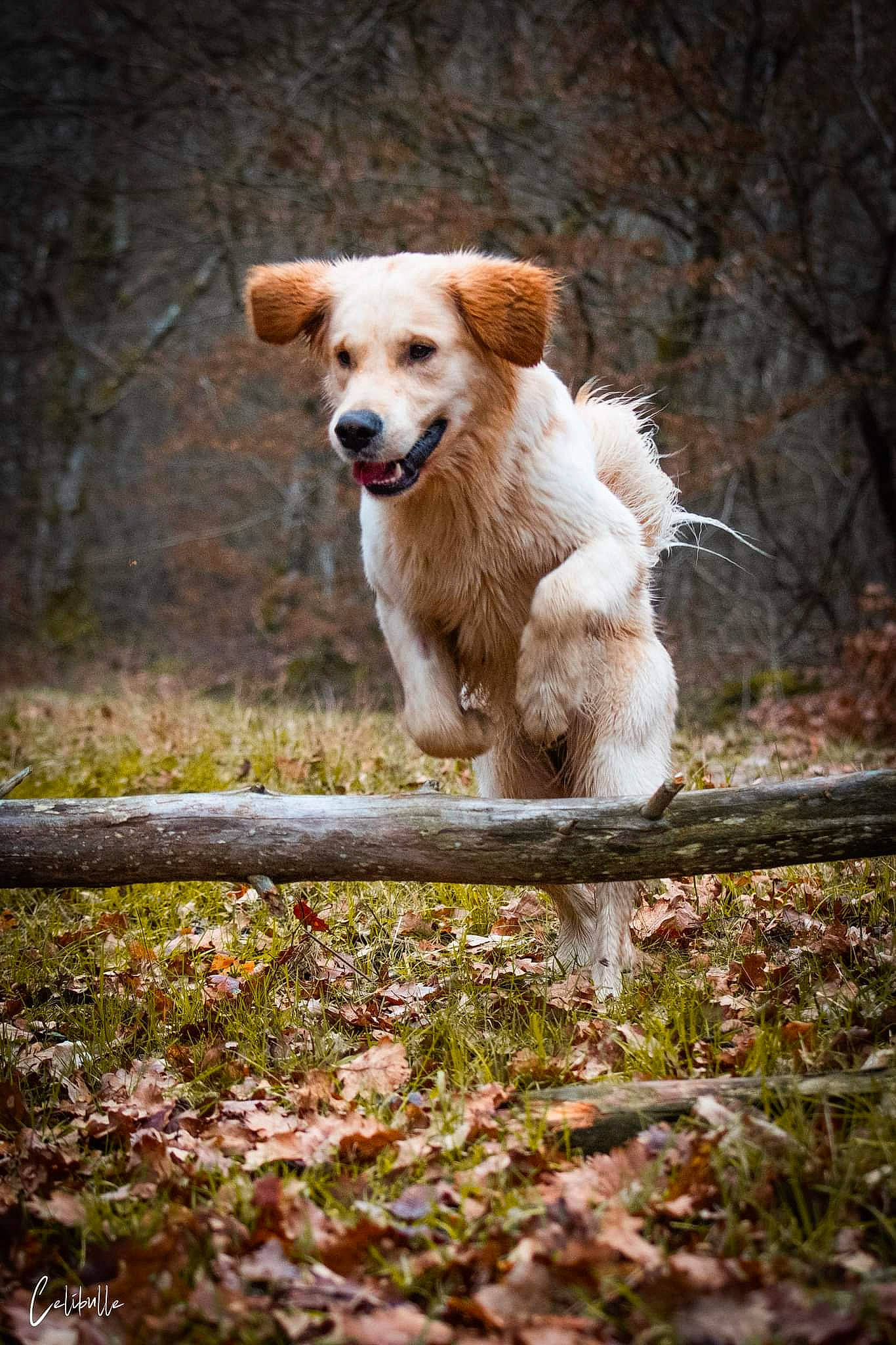 Malou a rejoint le concours — aidez-le/la à gagner de superbes lots ! autumn, canidae, carnivore, companion_dog, dog, dog_breed, fawn, fur, grass, jumping, plant, retriever, snout, soil, sporting_group, tail, terrier, tree, twig, wood