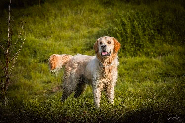 Malou a rejoint le concours — aidez-le/la à gagner de superbes lots ! carnivore, companion_dog, dog, dog_breed, field, golden_retriever, grass, grassland, gun_dog, happy, landscape, natural_landscape, plant, retriever, sky, sporting_group, tail, terrestrial_animal, tree, working_dog
