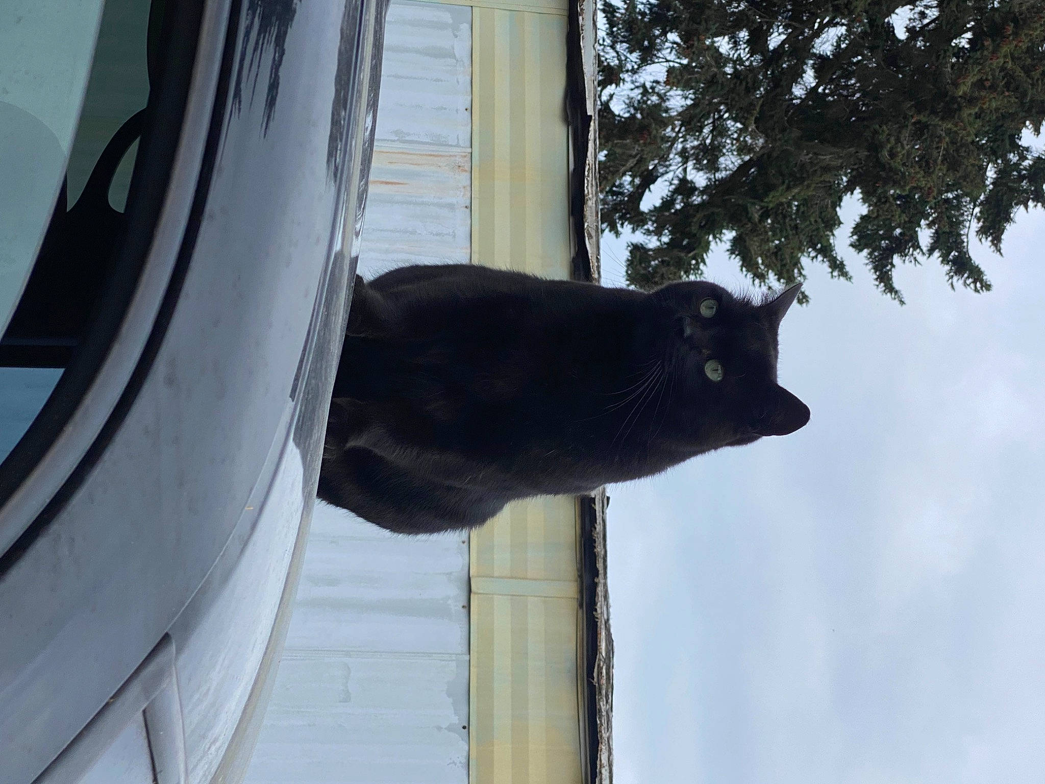 Toothless is registered to the contest to win money with this photo: automotive_tire, building, carnivore, cat, door, felidae, house, line, plant, sculpture, shade, sky, small_to_medium_sized_cats, tail, tints_and_shades, tree, twig, wheel, window, wood