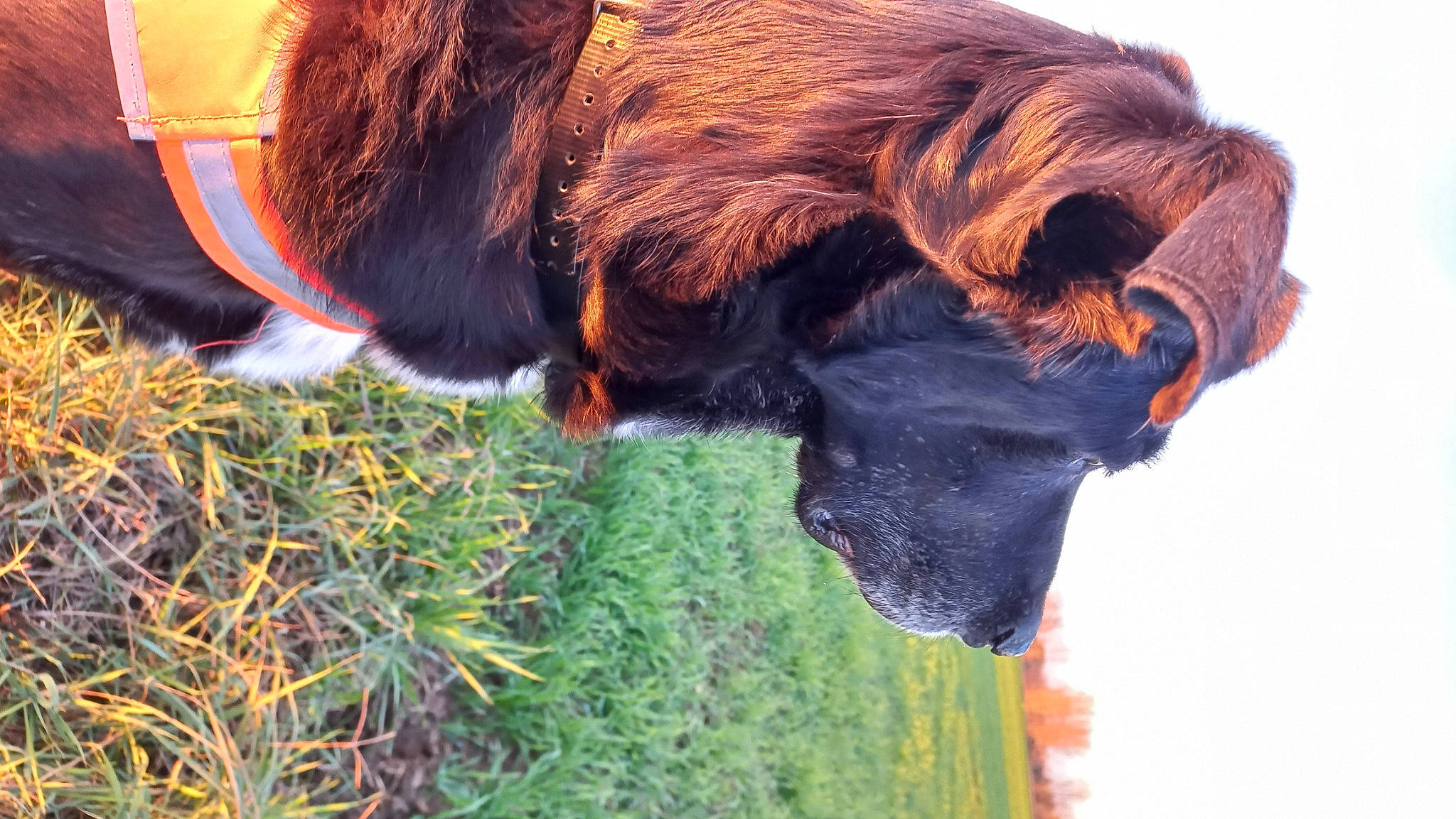 Lilou a rejoint le concours — aidez-le/la à gagner de superbes lots ! bovine, canidae, carnivore, collar, companion_dog, dog, dog_breed, dog_collar, fawn, fur, giant_dog_breed, grass, liver, plant, snout, sporting_group, tail, terrestrial_animal, water, working_animal