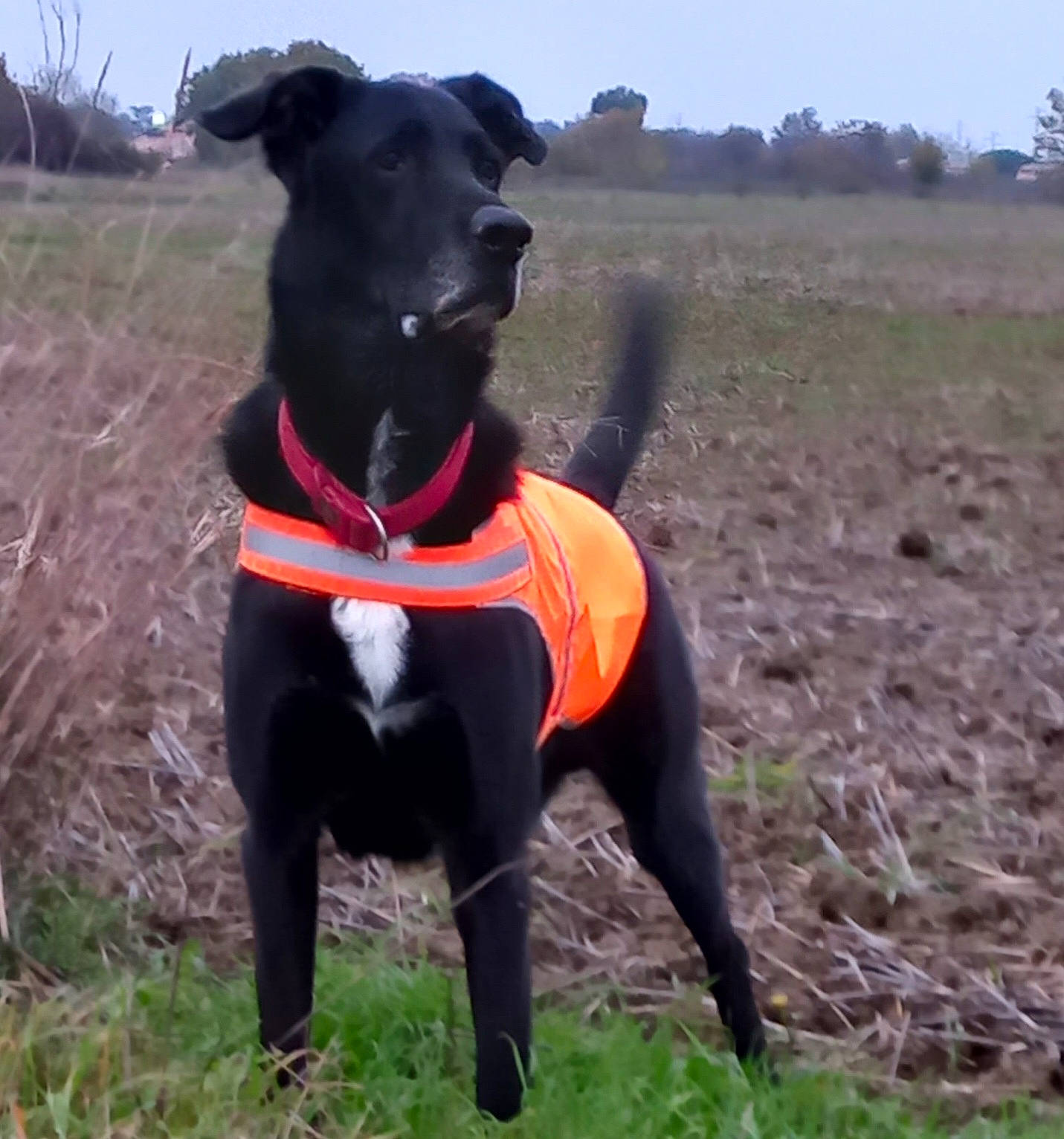 Lilou a rejoint le concours — aidez-le/la à gagner de superbes lots ! carnivore, collar, companion_dog, dog, dog_breed, dog_clothes, dog_collar, dog_supply, fawn, grass, leash, personal_protective_equipment, pet_supply, plant, sky, snout, sporting_group, tail, tree, working_animal