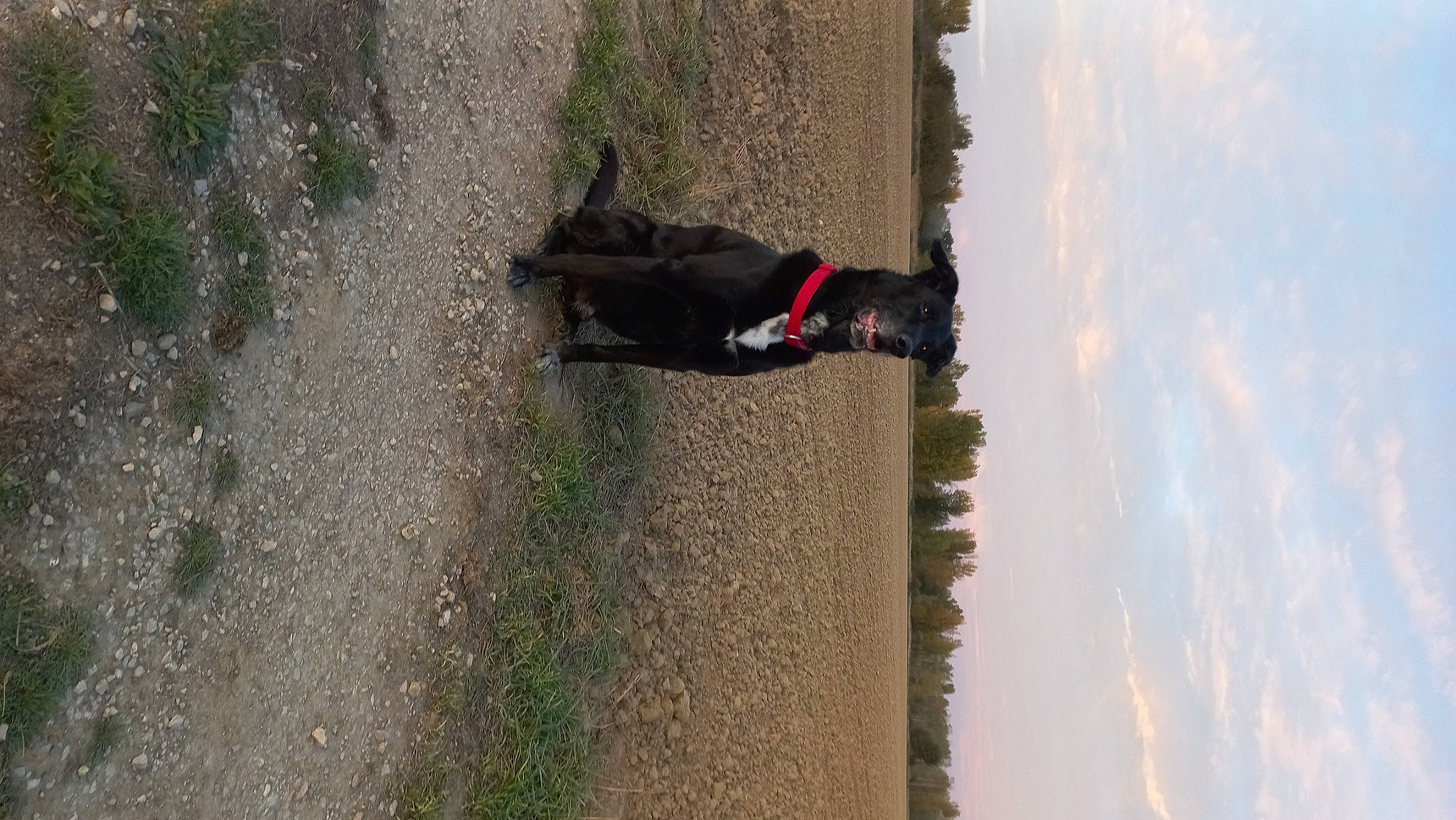 Lilou a rejoint le concours — aidez-le/la à gagner de superbes lots ! adventure, canidae, carnivore, cloud, collar, dog, dog_breed, leash, pet_supply, plant, shadow, sky, soil, sporting_group, tail, tints_and_shades, tree, water, window, wood