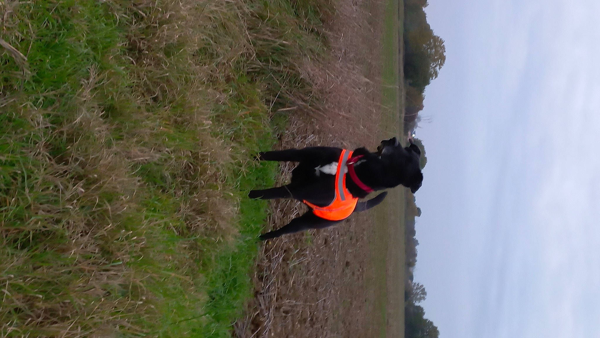 Lilou a rejoint le concours — aidez-le/la à gagner de superbes lots ! adventure, canidae, carnivore, cloud, coquelicot, dog, dog_breed, extreme_sport, grass, landscape, plant, recreation, sky, slope, soil, sporting_group, tree, window