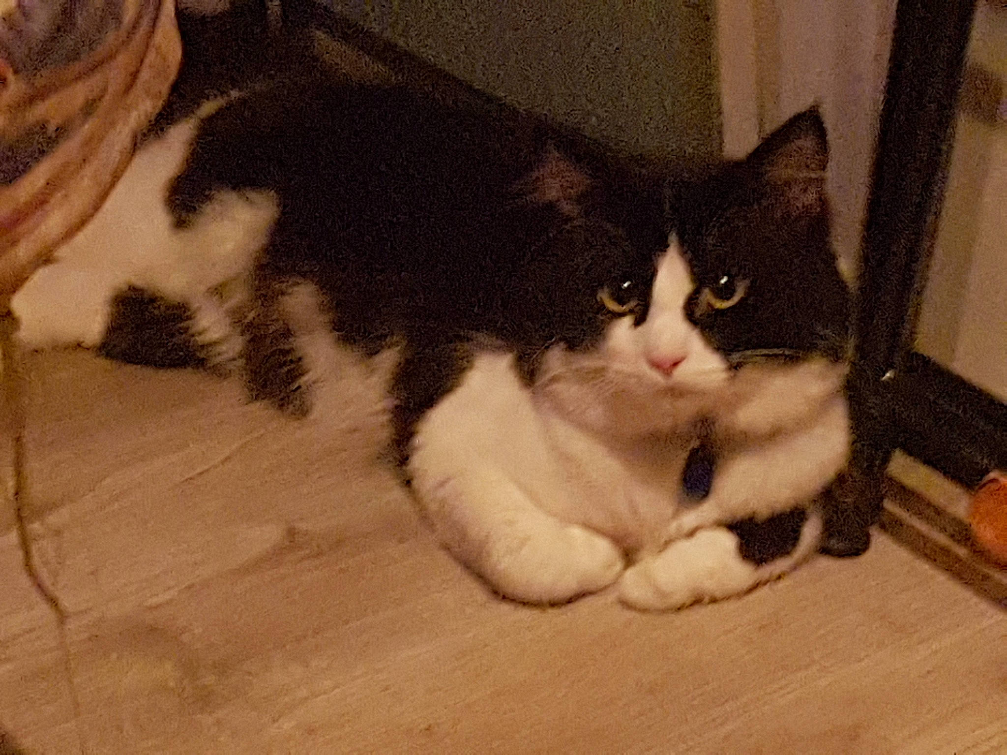 Paca a rejoint le concours — aidez-le/la à gagner de superbes lots ! aegean_cat, american_wirehair, carnivore, cat, cymric, domestic_short_haired_cat, european_shorthair, felidae, fur, kitten, mammal, paw, polydactyl_cat, small_to_medium_sized_cats, tail, whiskers