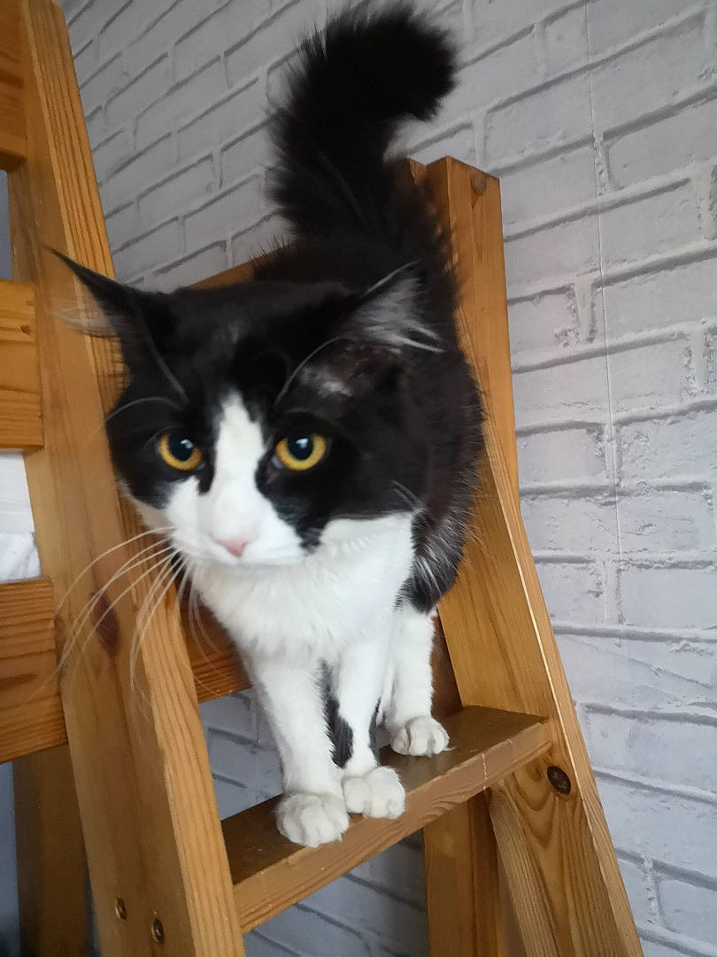 Paca participe au concours pour gagner de l'argent avec cette photo : british_semi_longhair, carnivore, cat, cymric, domestic_long_haired_cat, domestic_short_haired_cat, felidae, fur, kitten, maine_coon, mammal, norwegian_forest_cat, polydactyl_cat, ragamuffin, small_to_medium_sized_cats, tail, whiskers