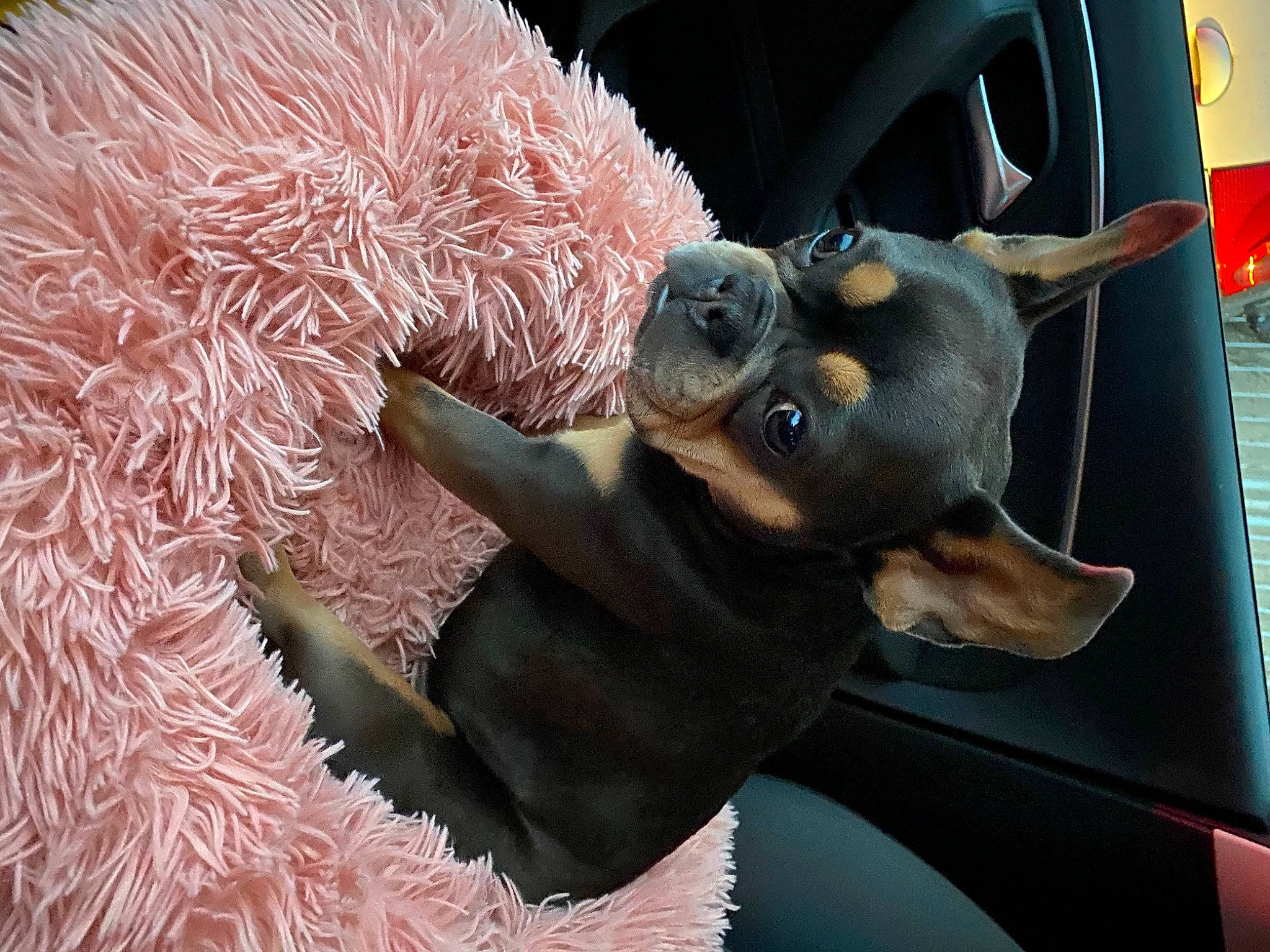 Love a rejoint le concours — aidez-le/la à gagner de superbes lots ! ball, carnivore, companion_dog, dog, dog_breed, fawn, fur, guard_dog, houseplant, organism, paw, snout, stuffed_toy, sunglasses, toy, toy_dog, vehicle, vehicle_door, window, working_animal