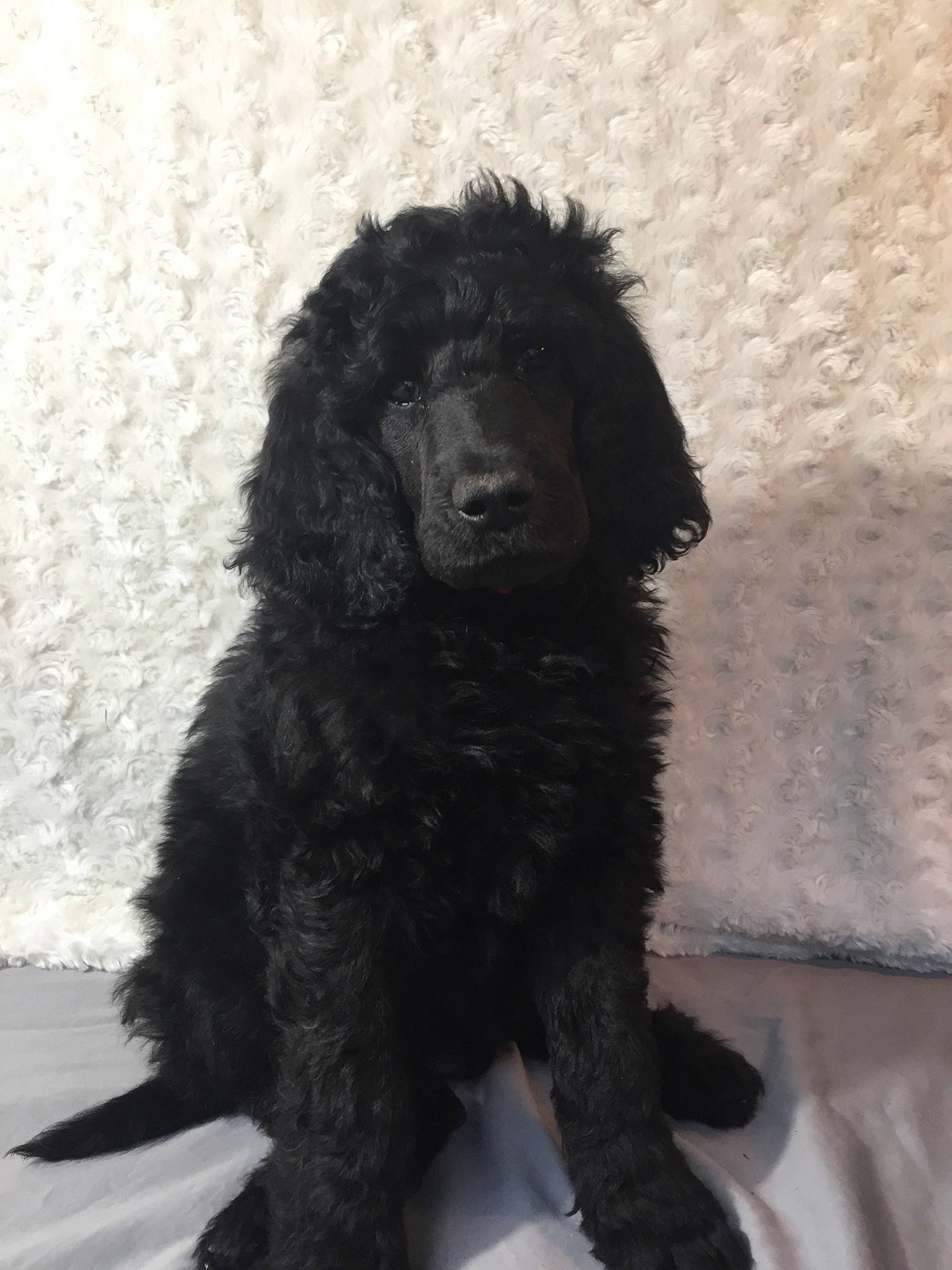 Adonis joined the competition — help win amazing prizes! ancient_dog_breeds, canidae, carnivore, companion_dog, dog, dog_breed, fur, giant_dog_breed, non_sporting_group, poodle, snout, sporting_group, terrestrial_animal, toy_dog, water_dog, working_animal, working_dog