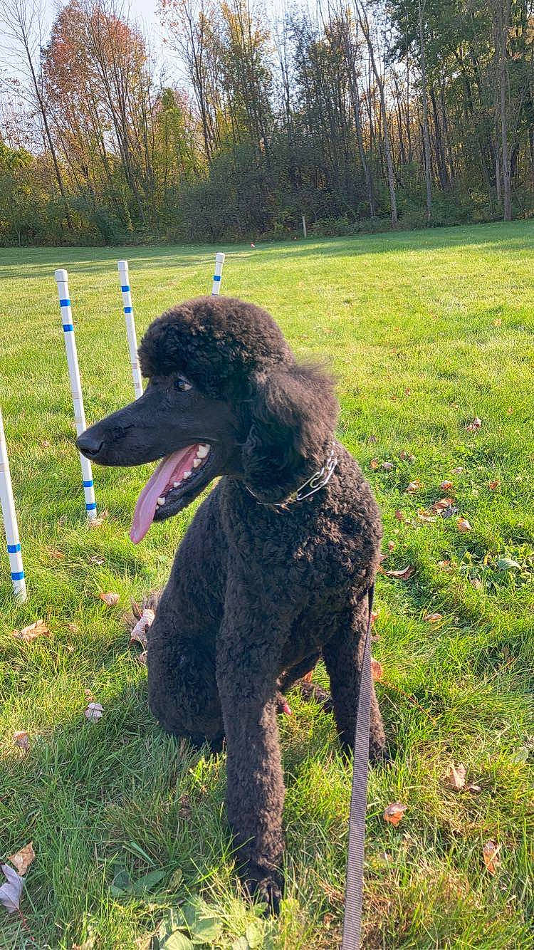 Adonis joined the competition — help win amazing prizes! canidae, carnivore, collar, companion_dog, dog, dog_breed, dog_collar, grass, grassland, leash, pasture, plant, poodle, sky, snout, standard_poodle, tail, tree, water_dog, working_animal