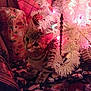 Pumpkin joined the competition — help win amazing prizes! cat, kitten, tabby, christmas_tree, white_tree, ornament, christmas_lights, presents, gift_wrap, holiday, festive, indoor, decorations, cute, young, paw, fabric, wood_paneling, close_up, playful