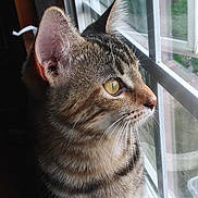 Pumpkin is registered to the contest to win money with this photo: cat, tabby_cat, pet, whiskers, window, windowsill, profile, feline, eye, ear, fur, indoor, reflection, portrait, close_up, domestic_animal, curiosity, sunlight, striped, mammal