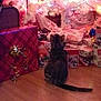 Pumpkin is registered to the contest to win money with this photo: cat, tabby_cat, christmas_tree, presents, wrapped_gifts, holiday_lights, ornaments, bow, ribbon, hardwood_floor, indoor, festive, pet, sitting, back_view, cozy, colorful, decorations, gift_wrapping, curiosity