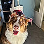 dog, australian_shepherd, pet, hat, cap, smiling, tongue_out, indoor, portrait, fur, paws, blue_eyes, brown_and_white, tote_bag, shoe_shelf, door, floor, sunlight, shadow, happy