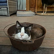 Skippy joined the competition — help win amazing prizes! cat, dog, pot, wooden_floor, indoor, furniture, door, pet, animal, black_and_white_cat, curious_dog, cozy, rustic, metal_pot, flooring, relaxed, household, companion_animals, domestic, quiet