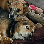 Abby And Cooper is registered to the contest to win money with this photo: animal, black_fur, blanket, brown_fur, closeup, companion, couch, cozy, cute, dog, ears, face, floor, indoor, nose, pet, plush_toy, relaxed, resting, snuggling