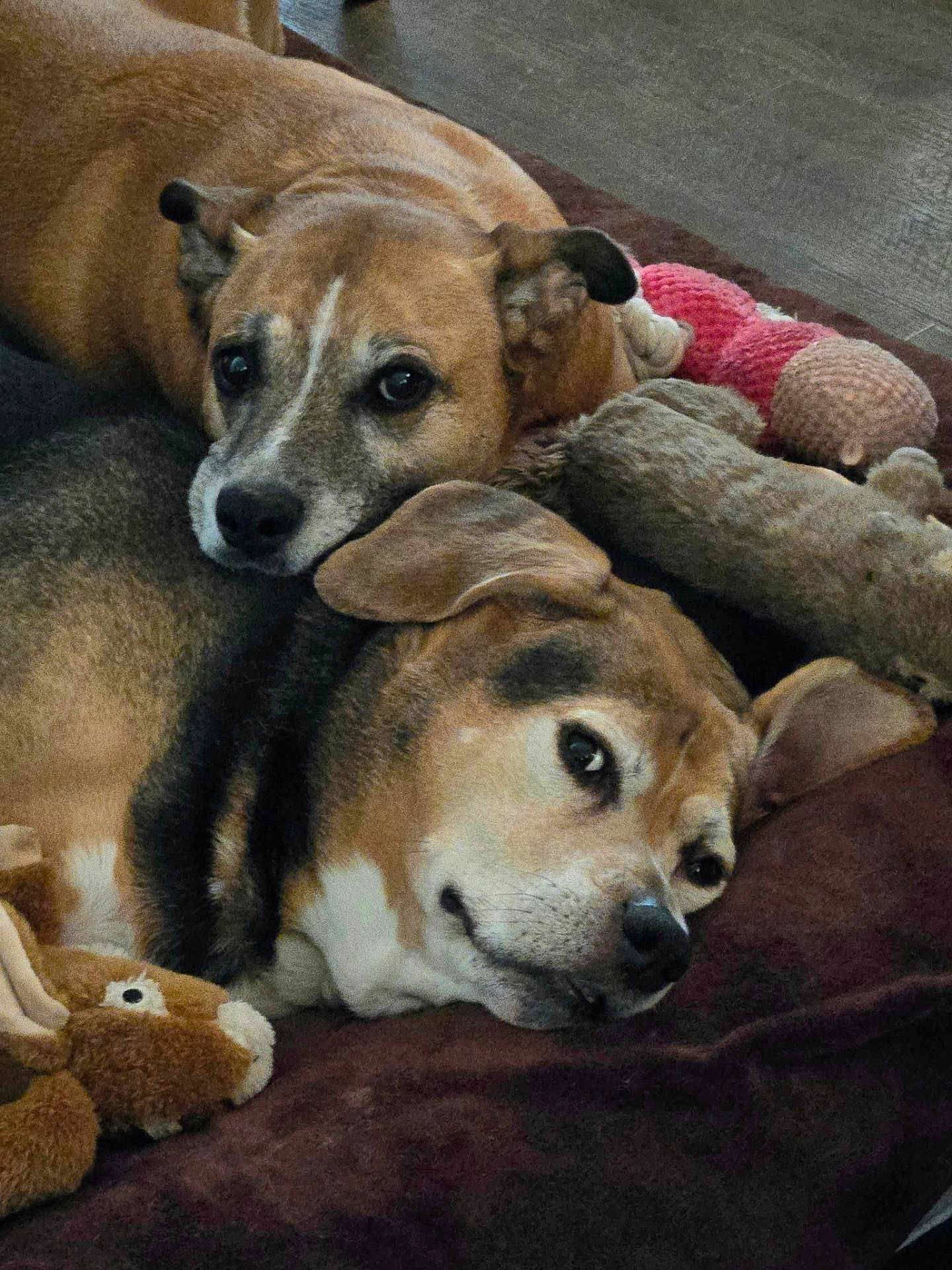 Abby And Cooper is registered to the contest to win money with this photo: animal, black_fur, blanket, brown_fur, closeup, companion, couch, cozy, cute, dog, ears, face, floor, indoor, nose, pet, plush_toy, relaxed, resting, snuggling