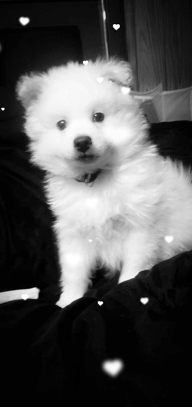 Little Bear