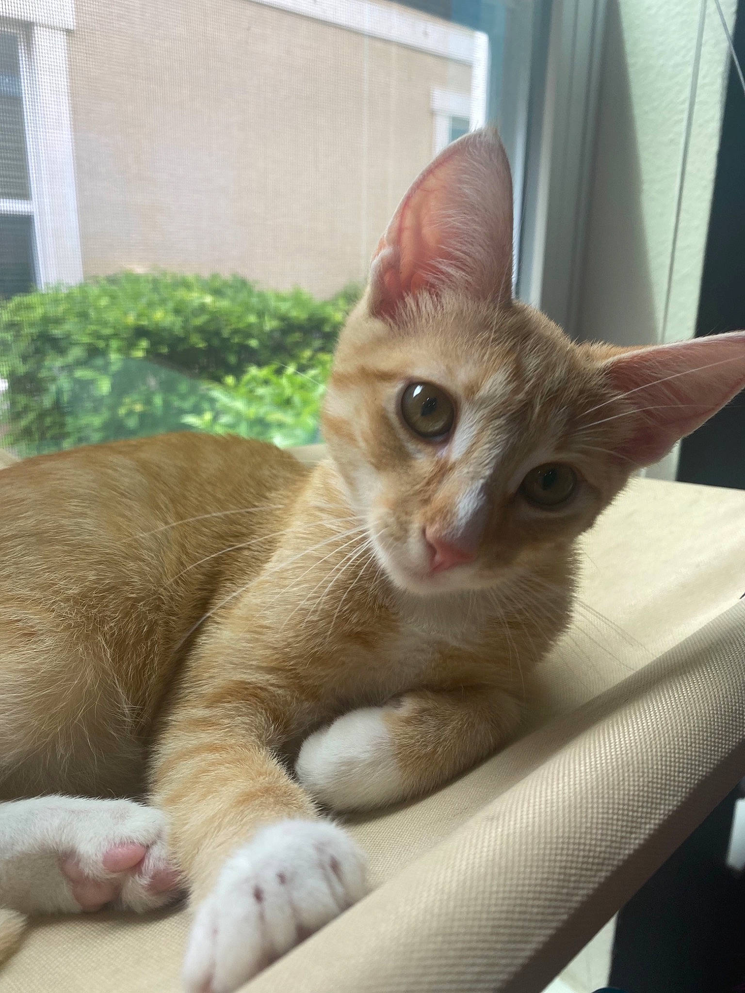 Oliver is registered to the contest to win money with this photo: carnivore, cat, claw, comfort, domestic_short_haired_cat, fawn, felidae, fur, paw, pet_supply, plant, small_to_medium_sized_cats, snout, tail, terrestrial_animal, whiskers