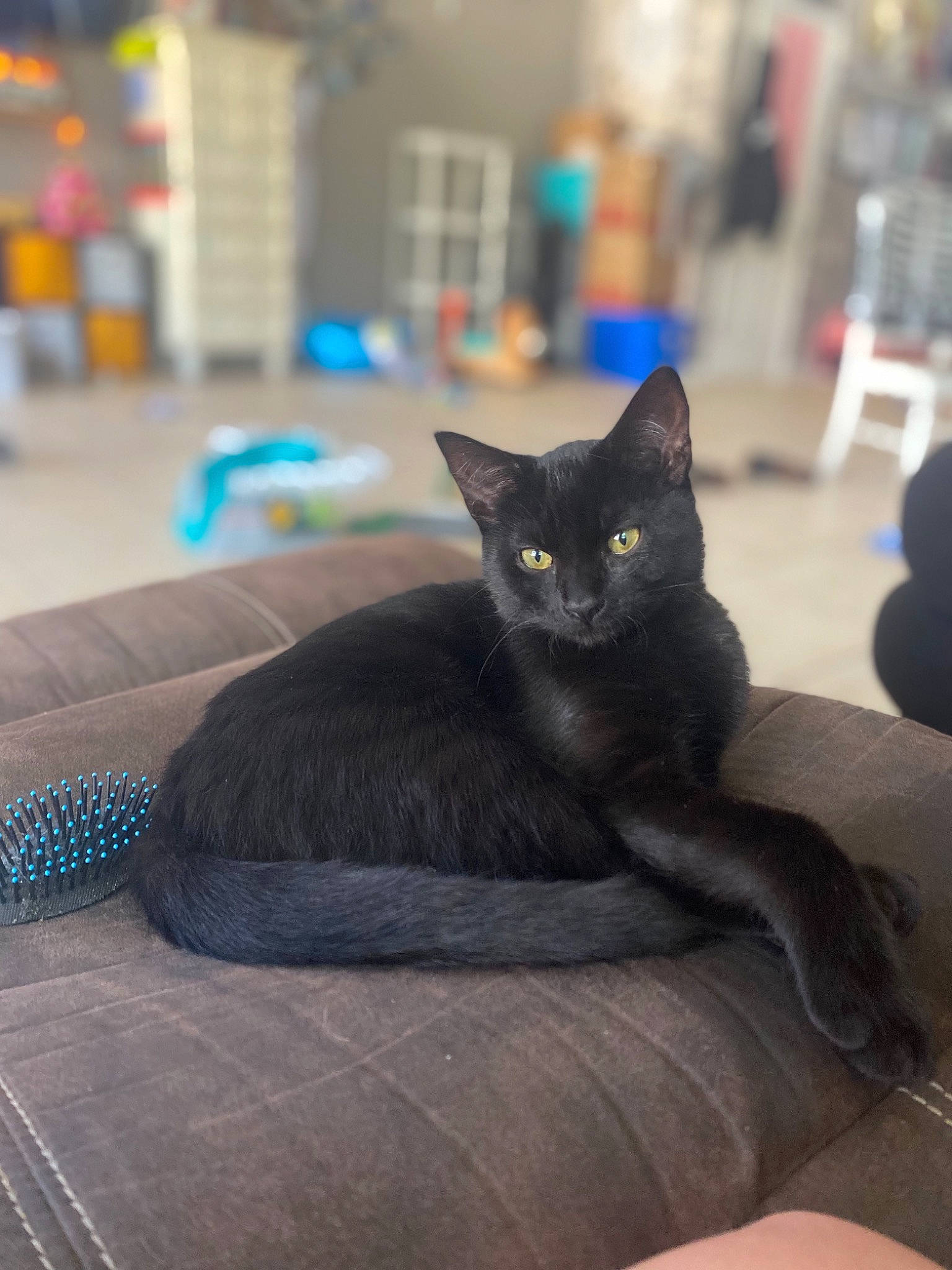 Harley is registered to the contest to win money with this photo: black_cat, bombay, carnivore, cat, comfort, domestic_short_haired_cat, electric_blue, eye, felidae, fur, grey, mammal, russian_blue, sitting, small_to_medium_sized_cats, snout, tail, vertebrate, whiskers