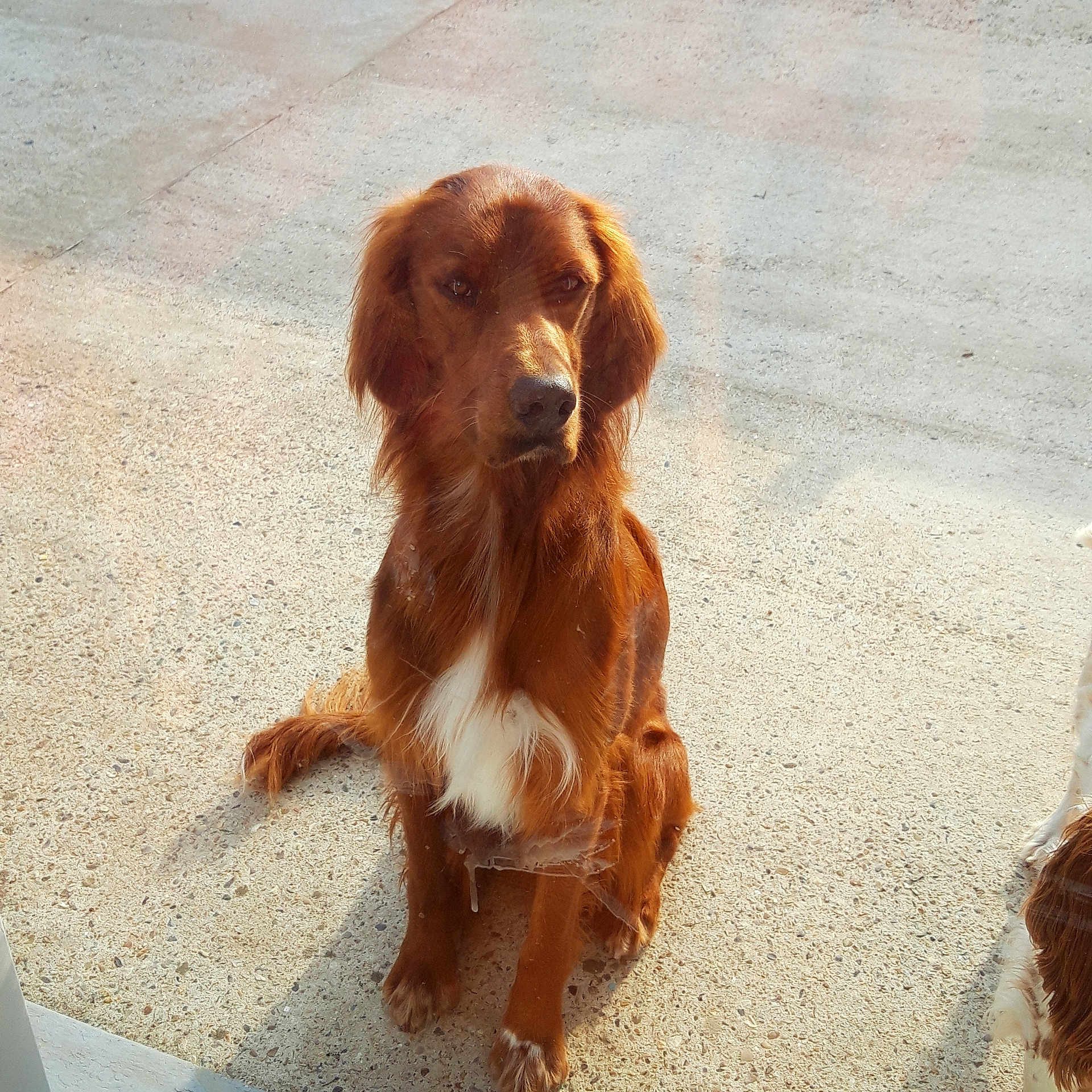 Rock a rejoint le concours — aidez-le/la à gagner de superbes lots ! accessories, animal, canine, cockerspaniel, dog, flagstone, goldenretriever, hound, labradorretriever, leash, papillon, path, pet, puppy, snout, strap, terrier, walkway