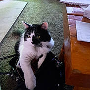 Spaz joined the competition — help win amazing prizes! cat, black_and_white, handbag, indoor, carpet, furniture, curious, paw, pet, fluffy, relaxed, table, domestic, animal, cozy, cute, feline, mischievous, lying_down, household
