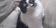 Spaz joined the competition — help win amazing prizes! cat, black_and_white, pet, feline, indoor, couch, fur, whiskers, ears, relaxed, animal, cute, domestic_animal, looking_up, comfortable, resting, home, soft, sitting, curious