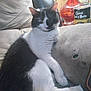 Spaz is registered to the contest to win money with this photo: cat, black_and_white, feline, pet, indoor, couch, furniture, relaxed, resting, lamp, container, beige, fur, whiskers, animal, cozy, domestic, closeup, living_room, sleepy