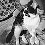 Spaz is registered to the contest to win money with this photo: cat, black_and_white, pet, animal, indoor, floor, boots, hand, fur, relaxed, whiskers, tail, paws, wooden_floor, comfort, domestic, feline, resting, close_up, monochrome