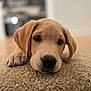 puppy, dog, carpet, close_up, pet, cute, animal, indoor, brown, fur, ears, nose, lying_down, portrait, young, domestic_animal, adorable, whiskers, face, floor