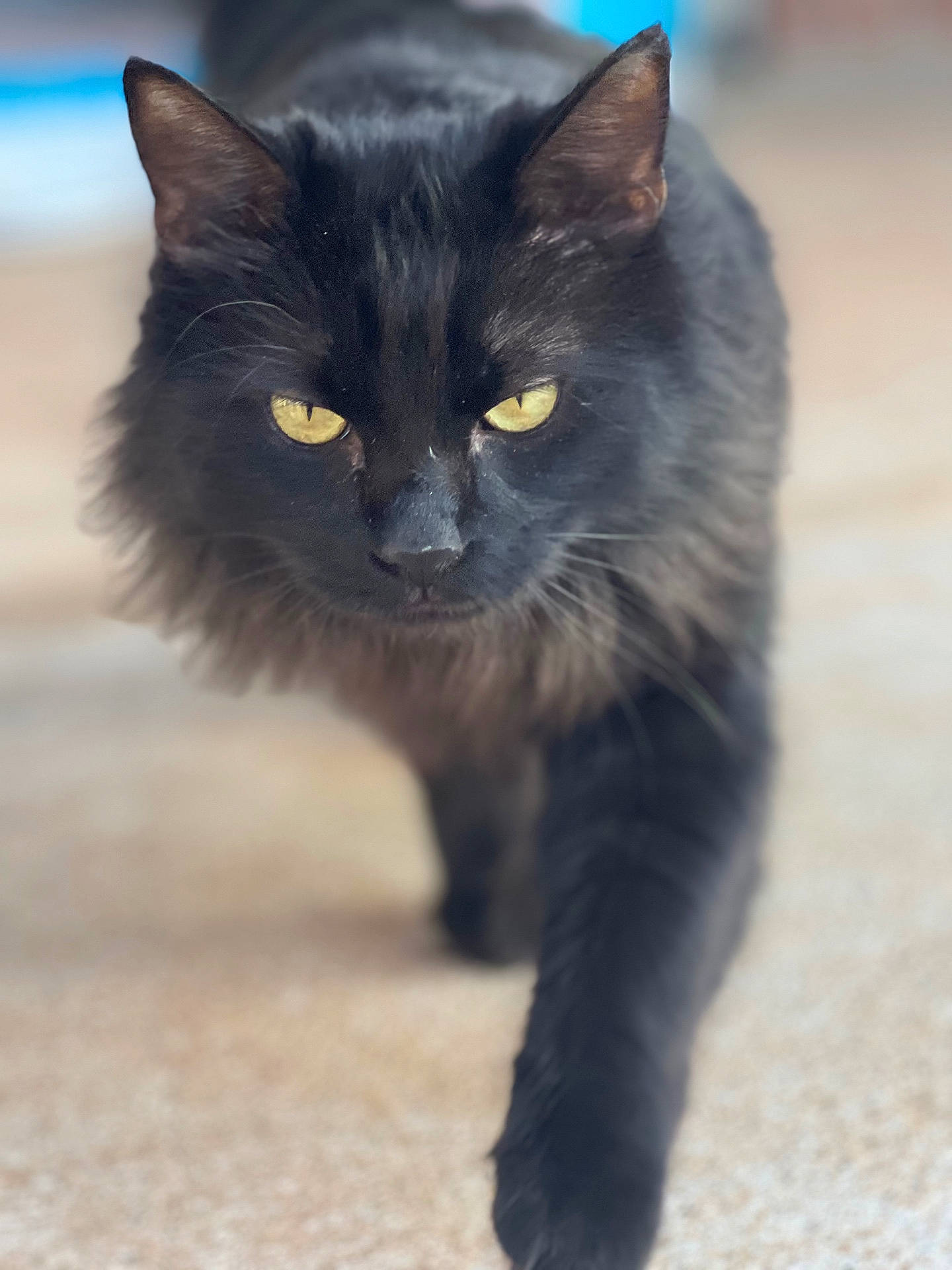 Linus