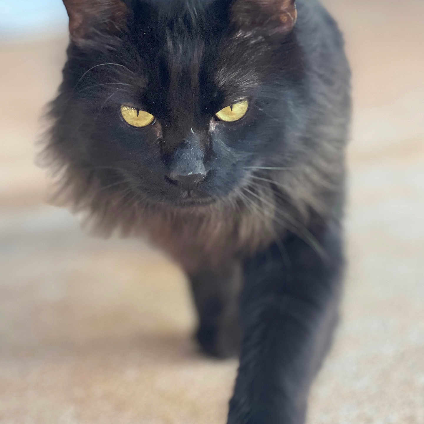 Linus