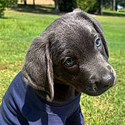 Blu is registered to the contest to win money with this photo: puppy, dog, gray_fur, blue_eyes, shirt, outdoor, grass, sunlight, close_up, young_dog, pet, animal, cute, nature, portrait, fur, ears, snout, daytime, adorable