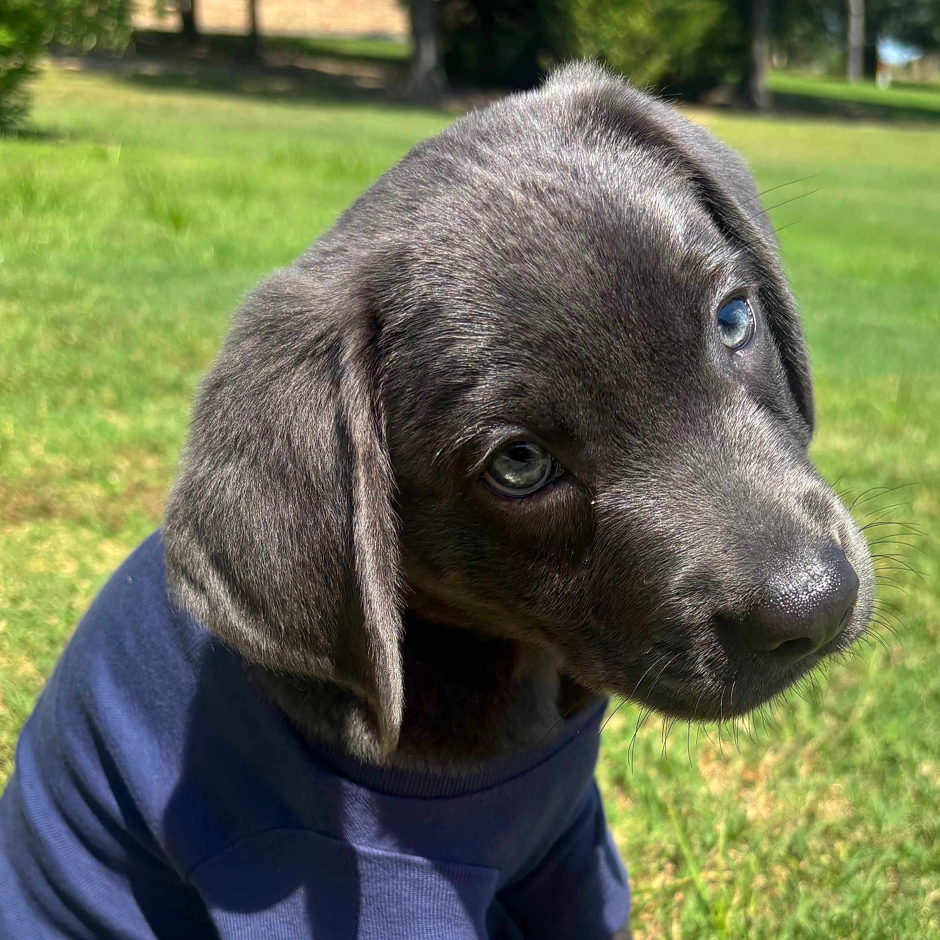 Blu is registered to the contest to win money with this photo: adorable, animal, blue_eyes, close_up, cute, daytime, dog, ears, fur, grass, gray_fur, nature, outdoor, pet, portrait, puppy, shirt, snout, sunlight, young_dog
