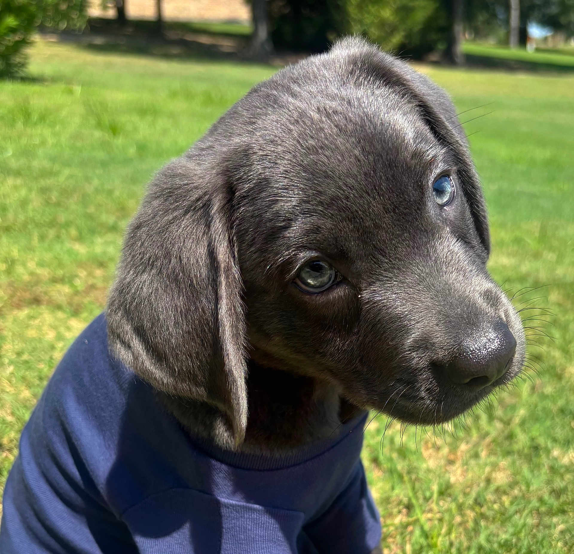 Blu