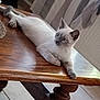 Litchi participe au concours pour gagner de l'argent avec cette photo : animal, cat, curious, curtains, domestic, feline, floor_tiles, furniture, home, indoor, kitten, light, pet, relaxed, resting, siamese, stretching, window_light, wooden_table, young_cat