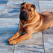 Vince participe au concours pour gagner de l'argent avec cette photo : dog, shar_pei, pet, outdoor, lying_down, floor, stone_tiles, brown_fur, wrinkles, tail, sunlight, relaxed, animal, canine, paws, side_view, quiet, calm, nature, daylight