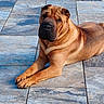 dog, shar_pei, pet, outdoor, lying_down, floor, stone_tiles, brown_fur, wrinkles, tail, sunlight, relaxed, animal, canine, paws, side_view, quiet, calm, nature, daylight
