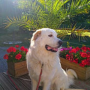 Simba participe au concours pour gagner de l'argent avec cette photo : dog, white_dog, flower_pot, red_flowers, purple_flowers, wooden_deck, leash, sunlight, palm_leaves, outdoor, garden, greenery, pet, canine, nature, plant, daylight, animal, sitting, tongue_out