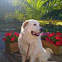 dog, white_dog, flower_pot, red_flowers, purple_flowers, wooden_deck, leash, sunlight, palm_leaves, outdoor, garden, greenery, pet, canine, nature, plant, daylight, animal, sitting, tongue_out