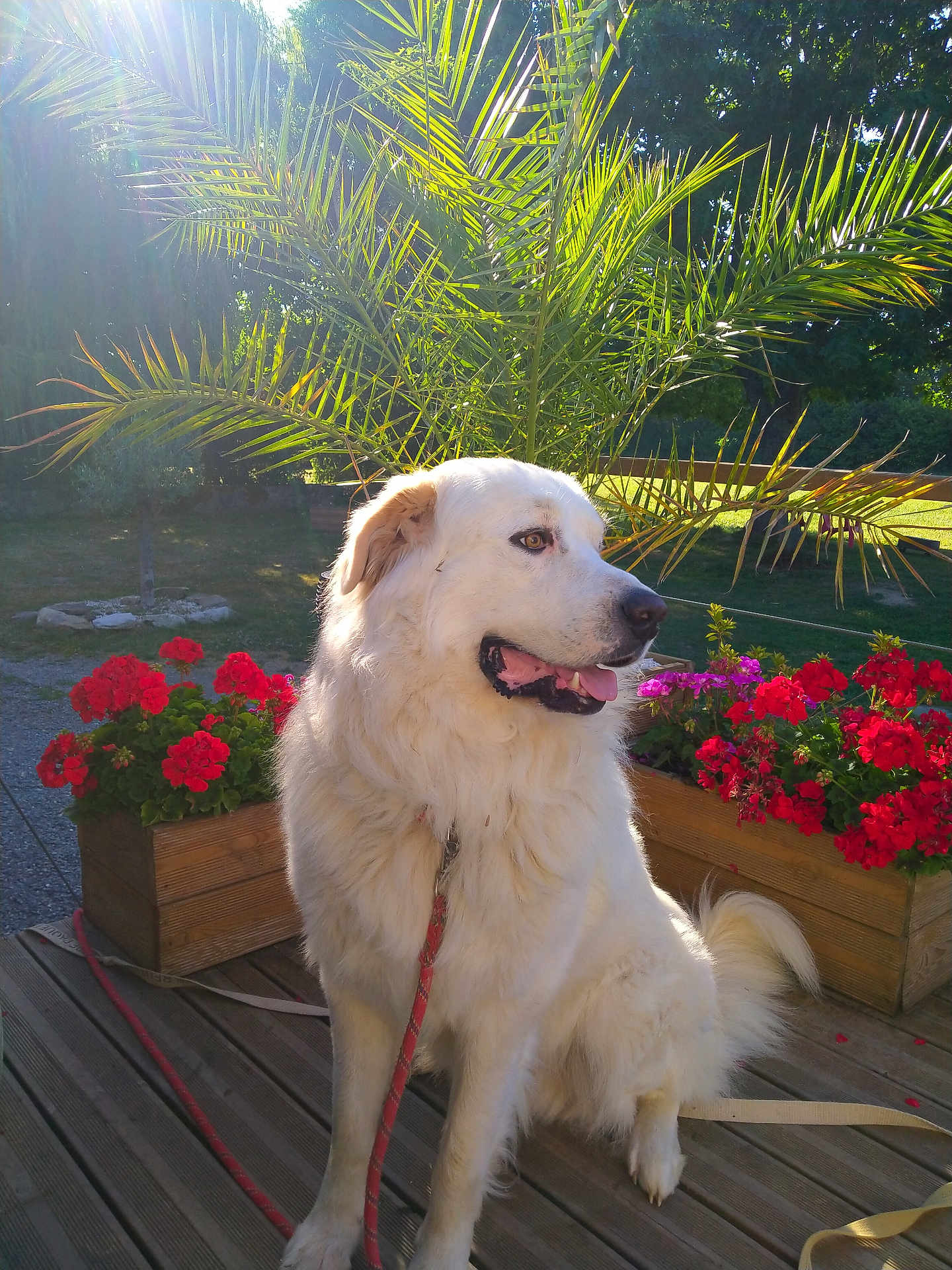 Simba