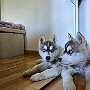 Baïko a rejoint le concours — aidez-le/la à gagner de superbes lots ! animal, blue_eyes, companion, cute, dog, ears, fur, home, husky, indoor, looking, lying_down, mirror, nose, pet, puppy, reflection, whiskers, wooden_floor, young