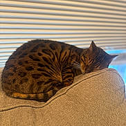 Carl is registered to the contest to win money with this photo: cat, sleeping, couch, furniture, indoor, pet, striped, spotted, mammal, animal, relaxing, cozy, whiskers, tail, window, blinds, soft_light, resting, domestic_cat, brown