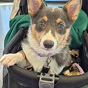 Chloe joined the competition — help win amazing prizes! puppy, dog, pet_stroller, indoor, curious, fluffy_fur, black_stroller, perky_ears, closeup, animal, cute, young_dog, collar, leash, window, natural_light, background_blur, face, looking_at_camera, resting