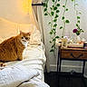 Queen Victoria joined the competition — help win amazing prizes! blanket, cat, couch, cozy, curtain, decor, furniture, greenery, home_interior, houseplant, indoor, orange_cat, pet, purple_flower, relaxing, side_table, tray, vase, window, wooden_floor