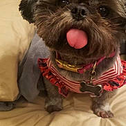Kota joined the competition — help win amazing prizes! dog, pet, tongue_out, striped_clothing, bone_tag, bed, blanket, fur, cute, small_dog, indoor, brown_fur, collar, ruffled_dress, close_up, animal, domestic_pet, playful, adorable, companion