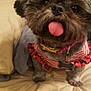 dog, pet, tongue_out, striped_clothing, bone_tag, bed, blanket, fur, cute, small_dog, indoor, brown_fur, collar, ruffled_dress, close_up, animal, domestic_pet, playful, adorable, companion