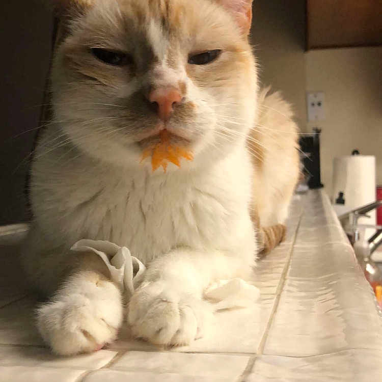 Finn joined the competition — help win amazing prizes! animal, cat, chin, closeup, counter, cream, cute, domestic, expression, feline, food, indoor, mammal, orange, paws, pet, relaxed, resting, tile, whiskers
