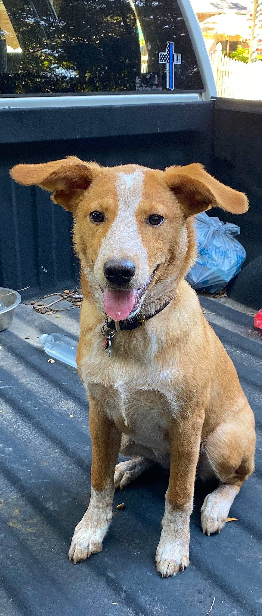 Amber is registered to the contest to win money with this photo: canidae, carnivore, collar, companion_dog, dog, dog_breed, dog_collar, fawn, fur, leash, snout, sporting_group, street_dog, whiskers, working_animal, working_dog