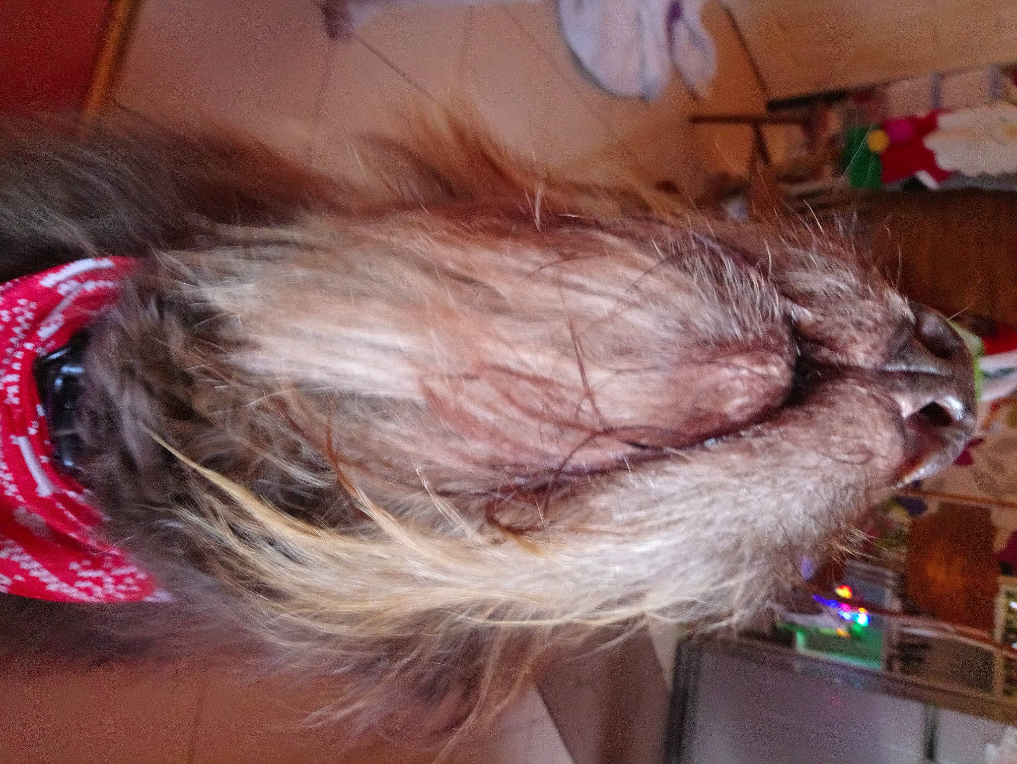 Big Red joined the competition — help win amazing prizes! animal_product, costume, event, fashion_accessory, feather, feathered_hair, felidae, flesh, fur, fur_clothing, hair_accessory, hair_care, hair_coloring, layered_hair, liver, natural_material, small_to_medium_sized_cats, tail, whiskers, wool